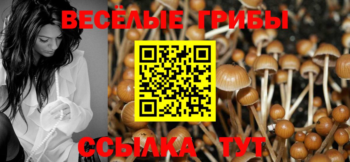 Псилоцибиновые грибы Psilocybe  Вход с VPN  Калининград 