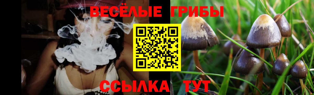 Галлюциногенные грибы Psilocybe Калининград